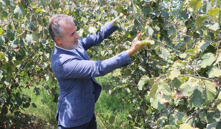 Fındığın kilogram fiyatı 6 dolar veya 250 TL’nin üzerinde olmalıdır.